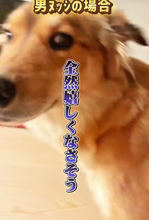 ラッキーくんの態度の違い5