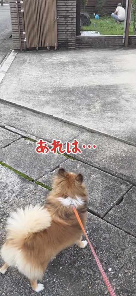 庭にいる人を見つめる犬