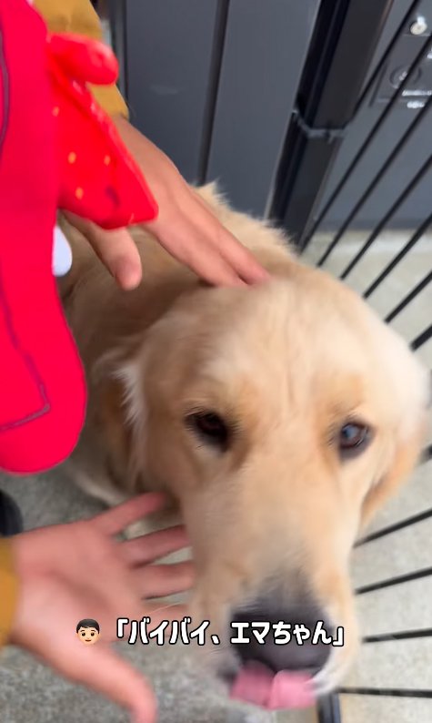 大型犬を撫でる長男