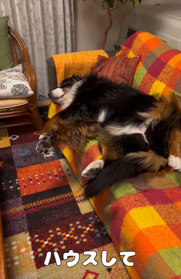 ハウスをお願いする飼い主さん