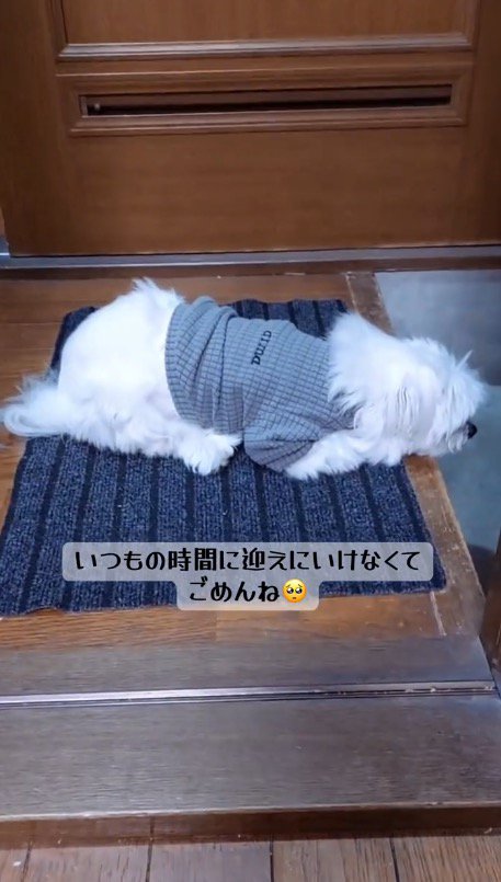 玄関マットの上に伏せる犬