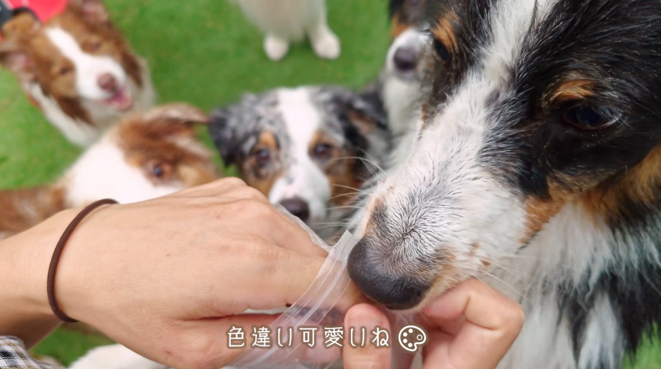 おやつを持っている女性を取り囲むたくさんの犬