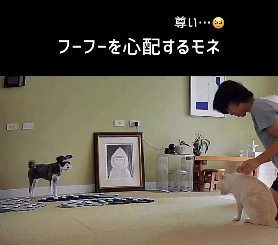 会話ボタンのそばで猫と飼い主を見つめる犬