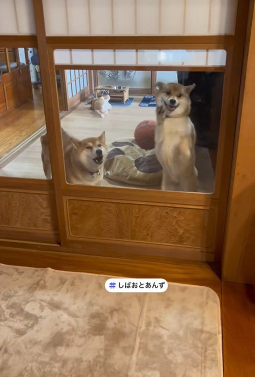 しばお君は吠えて歓迎