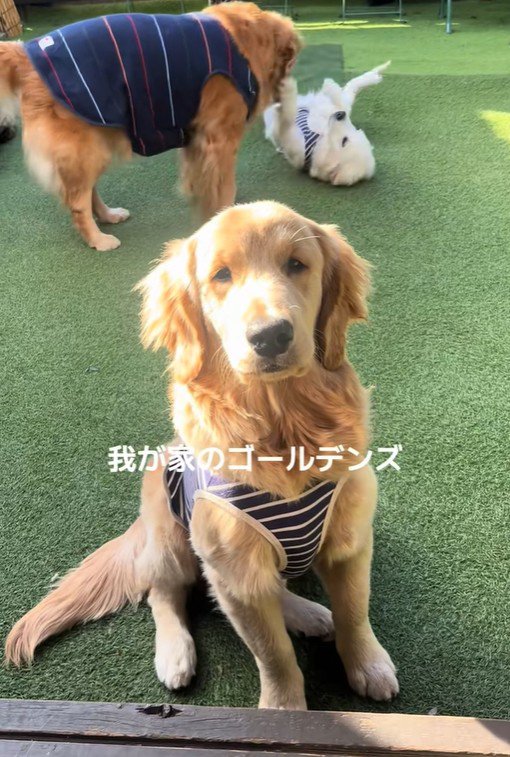 しろ君の同居犬たち