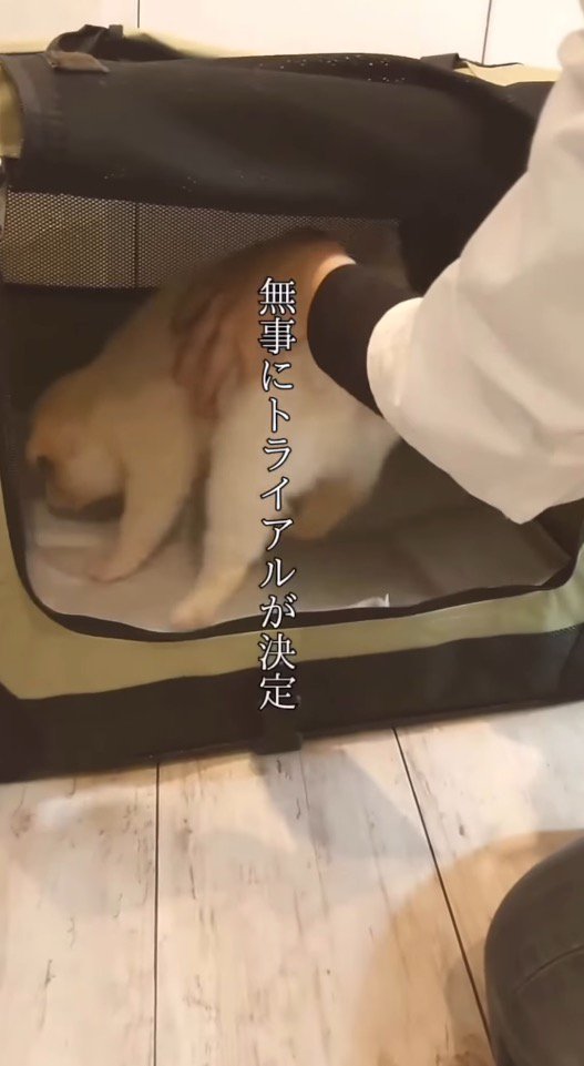 クレートの中に入れられる小さな子犬