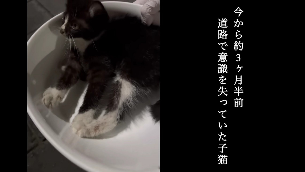 保護されたクロちゃん