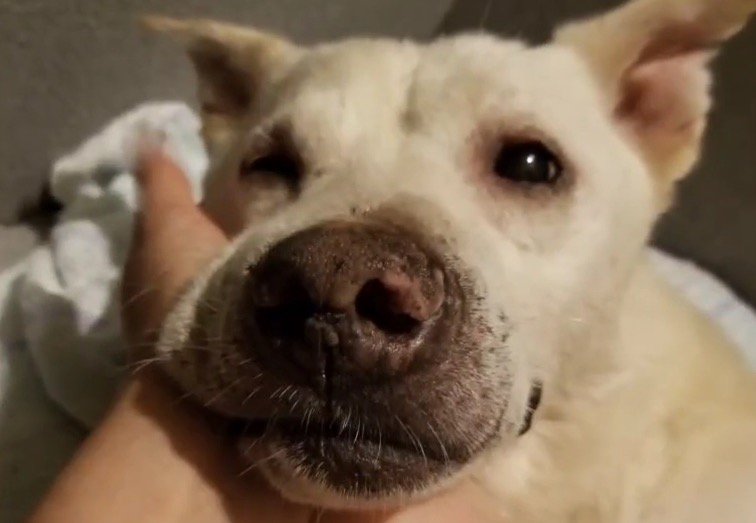 撫でられて穏やかな顔になる老犬