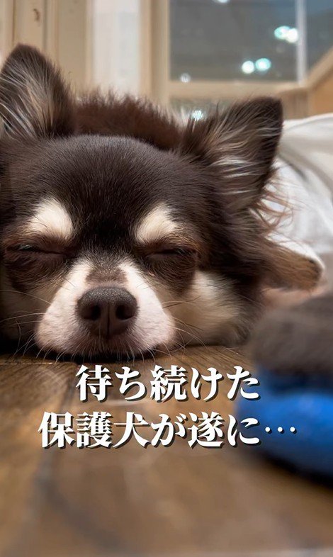 イブちゃんが幸せを掴むまで