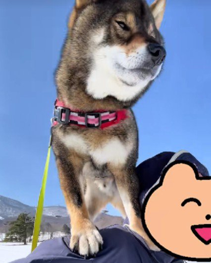 別の日のちゃちゃくん