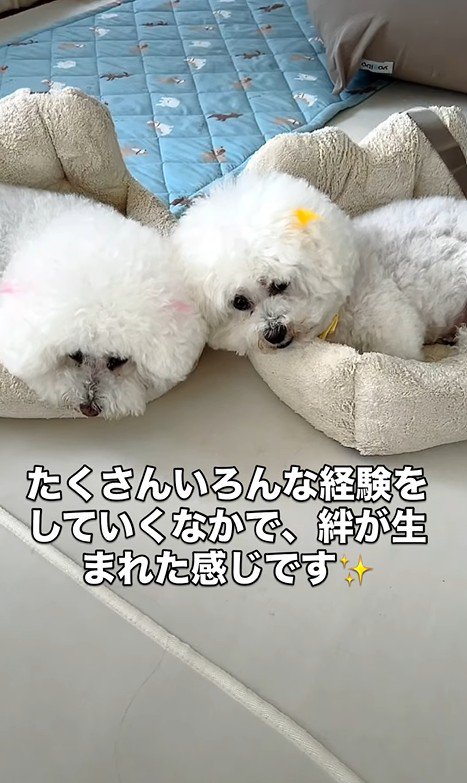 リリーちゃんの変化8