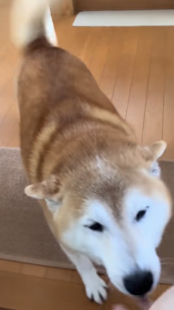 尻尾を振って出迎える柴犬