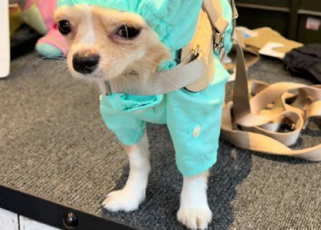 付属の帽子をかぶせると…