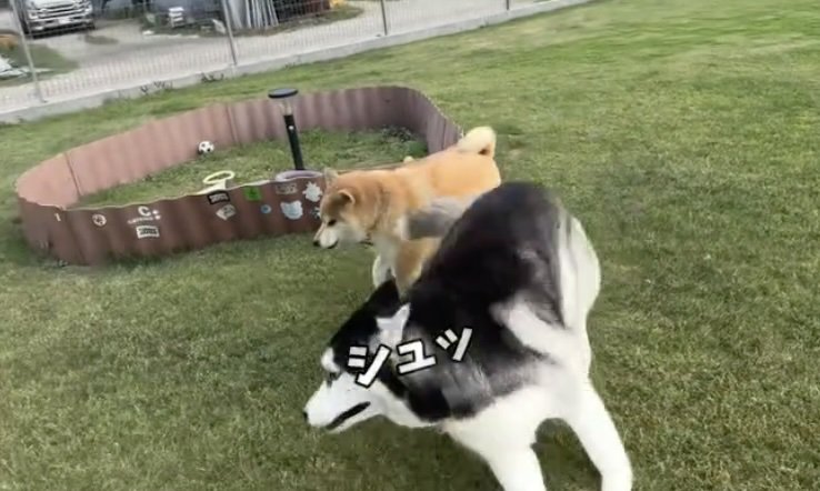 ひらりと一回転