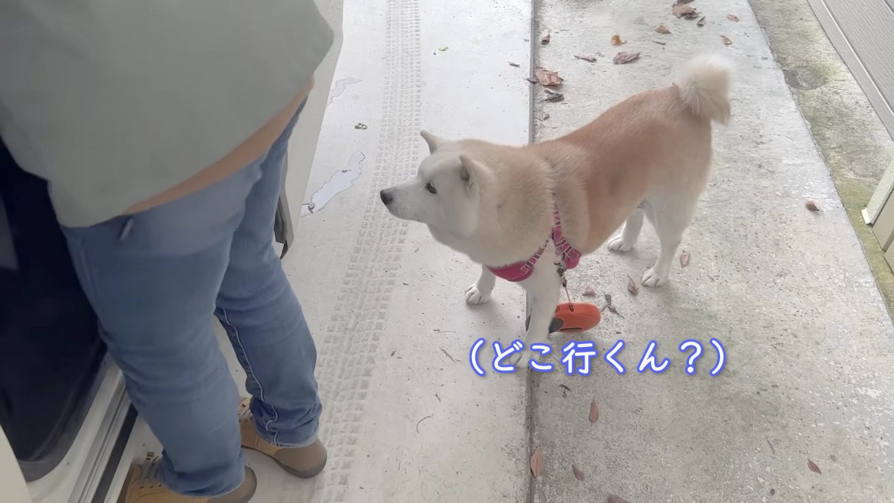 あいちゃん、お散歩へ