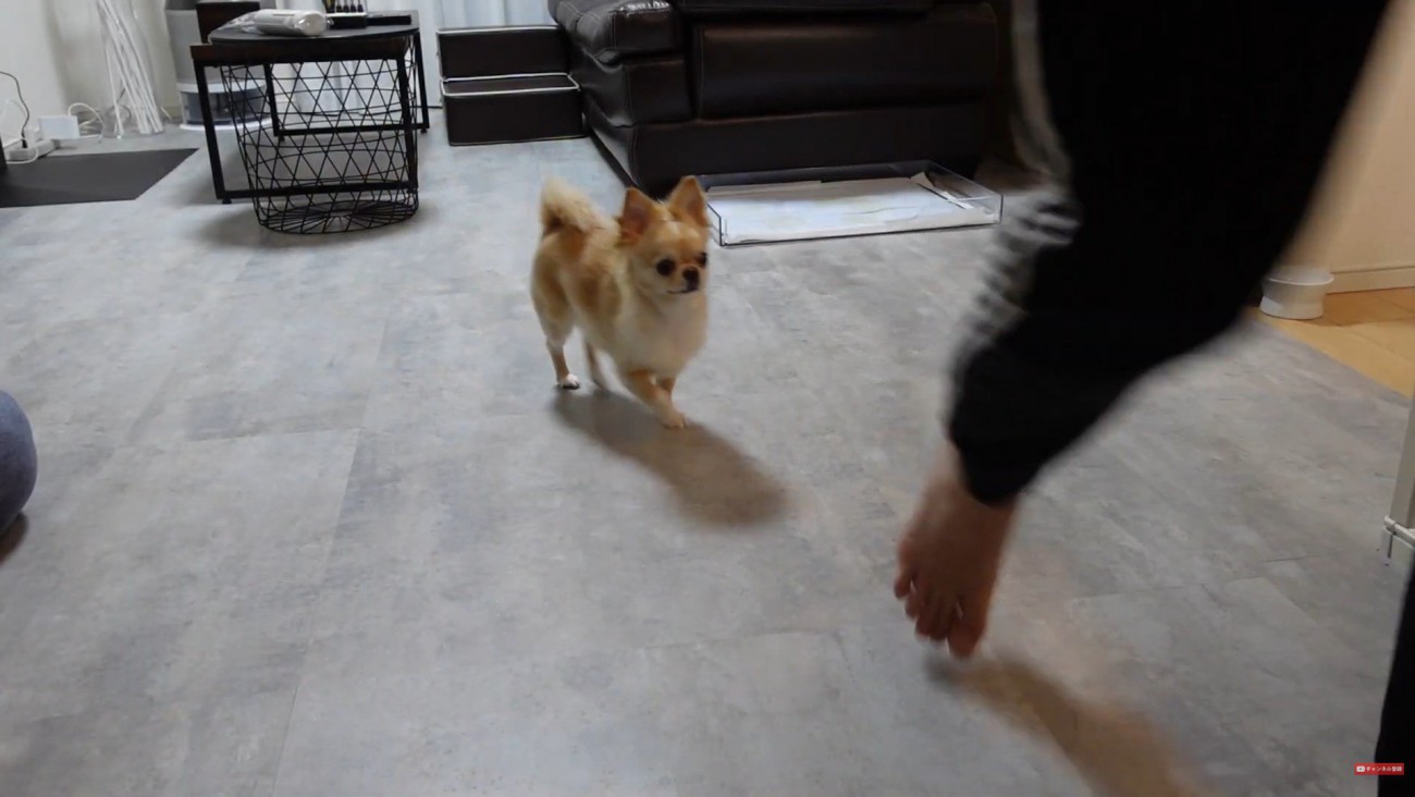 お風呂場に向かうとついてきて…
