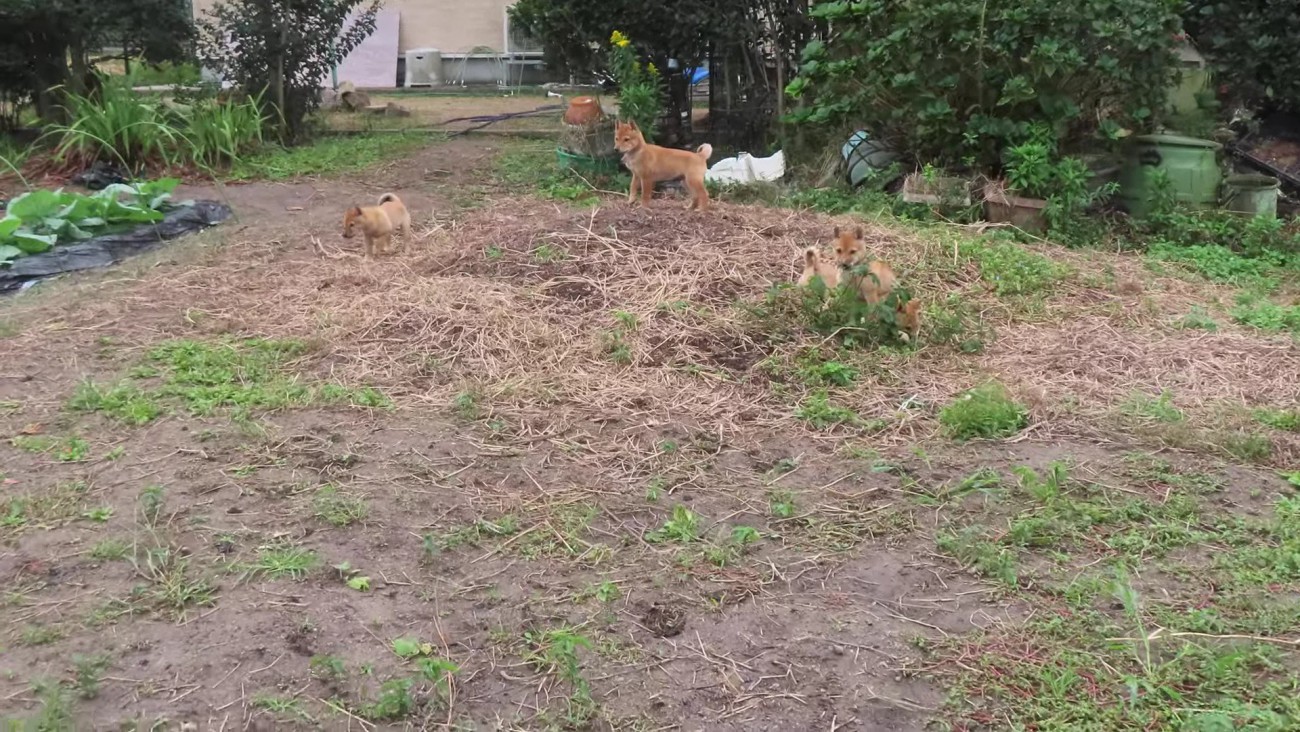 突然お客さんが現れた