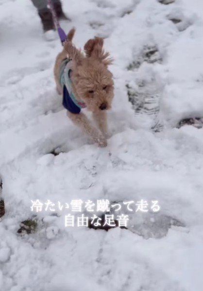 雪の上をみんなでお散歩