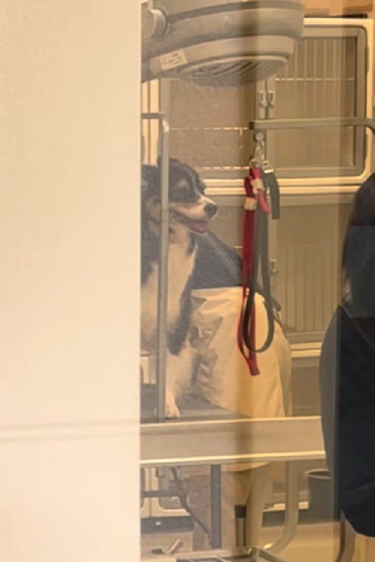 レアちゃん、頑張ってるよ！！