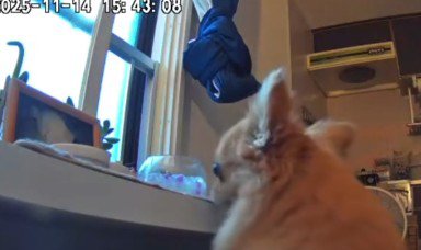 ペットカメラを設置したら…