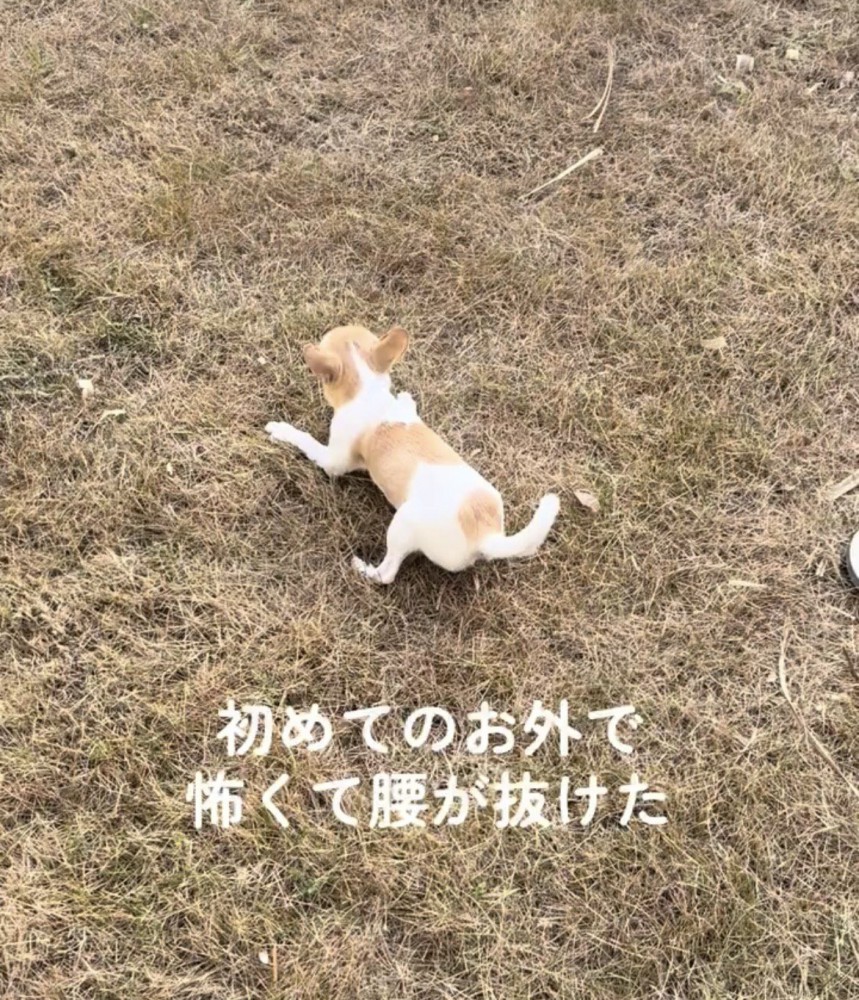芝生に伏せる犬