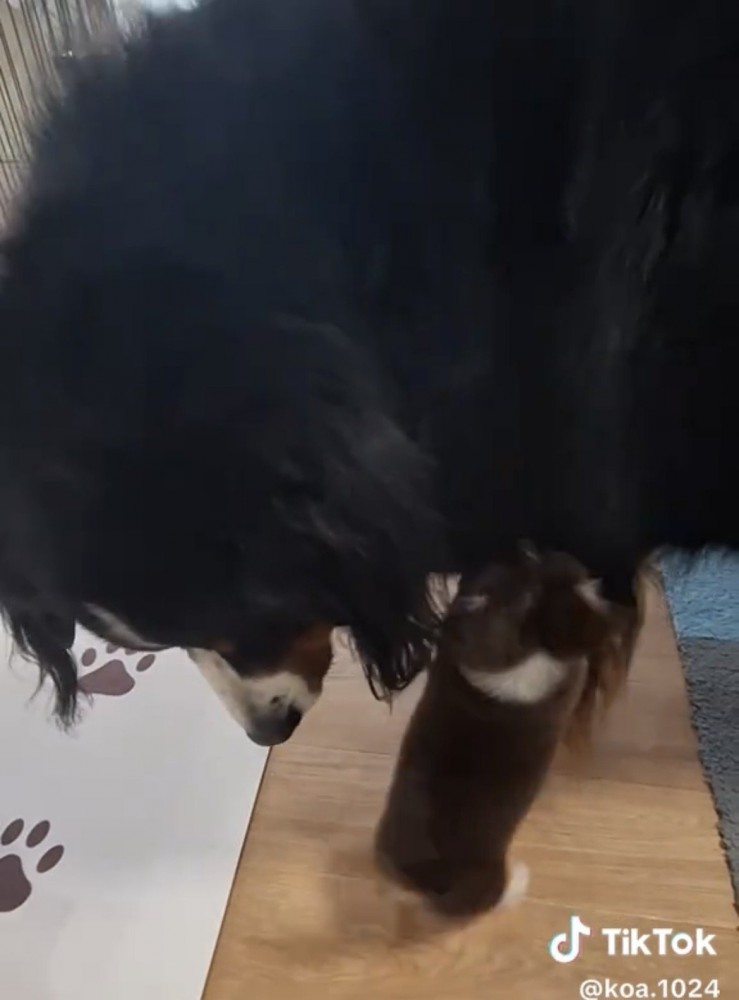 大型犬の前足にじゃれつく子犬