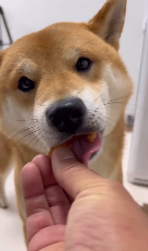 ジャーキーを食べる柴犬