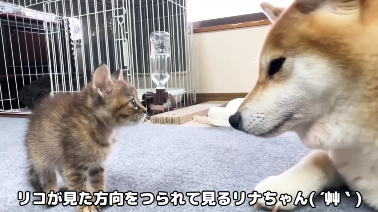 すぐに仲良くなれそう！