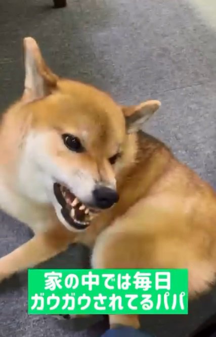 パパに怒るぽてとくん2