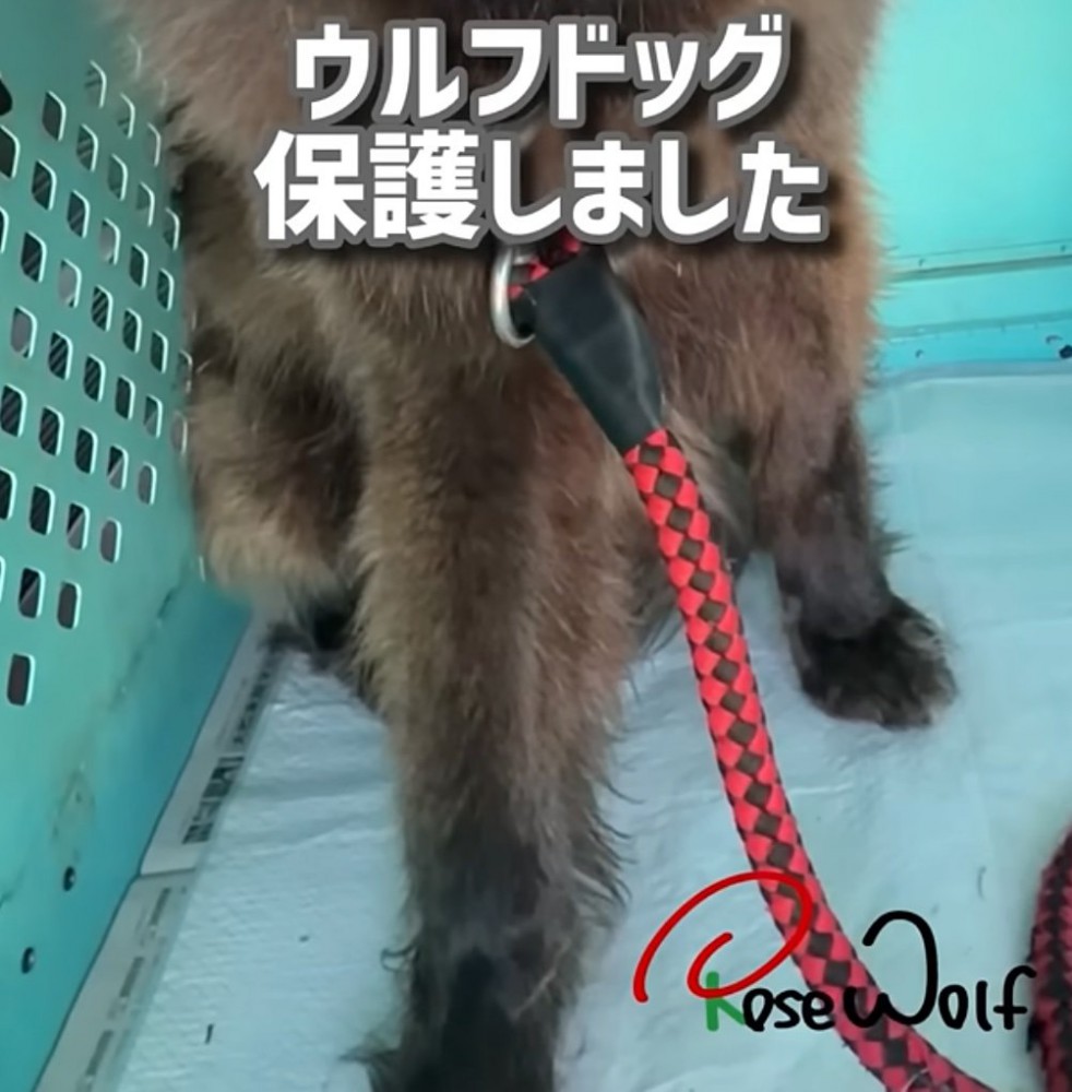 ウルフドッグの足元