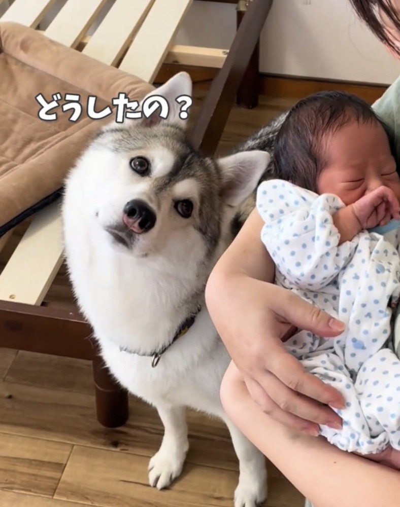 首をかしげる犬
