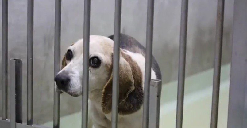 檻の向こう側を見つめる犬