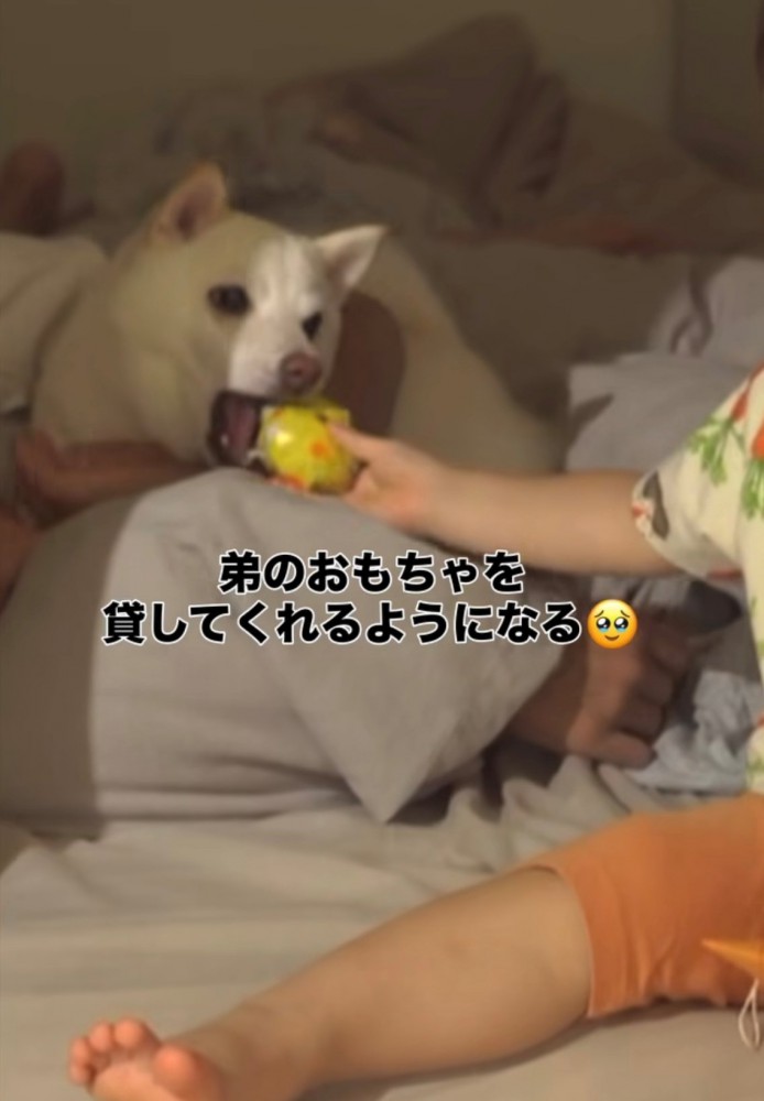 おもちゃを差し出す赤ちゃんと犬