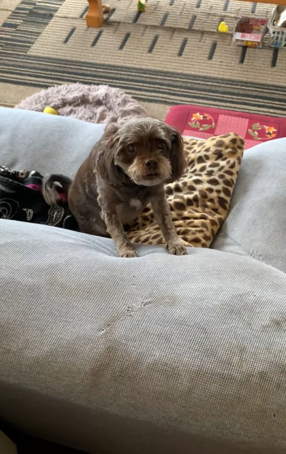 においを嗅ぐペコちゃん