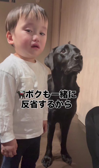 一緒に謝ろうとするどん兵衛ちゃん