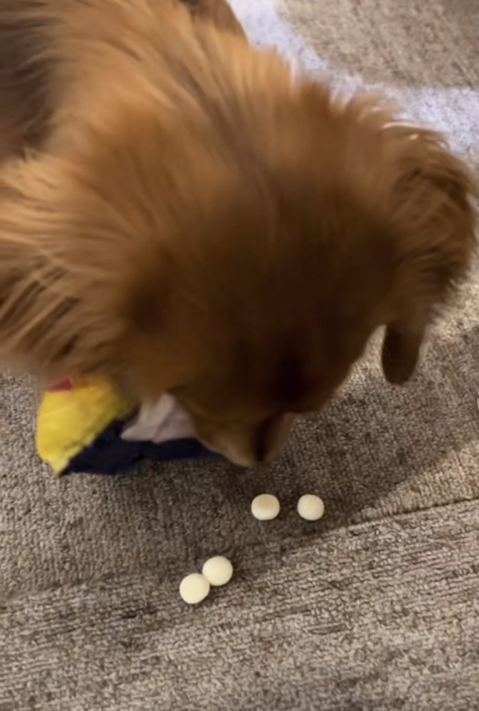 おやつの位置を確かめる犬