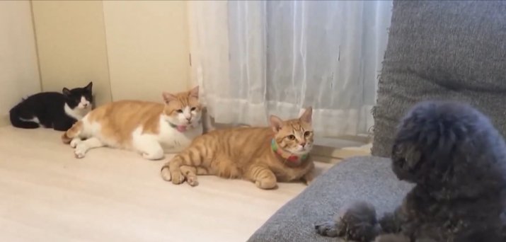 三度見