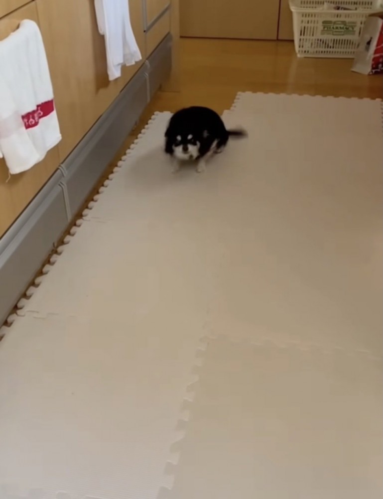 侵入しちゃいました！