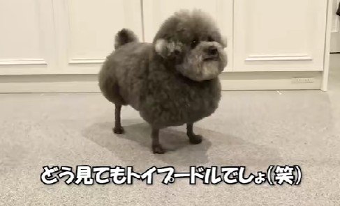 新種の犬種！？