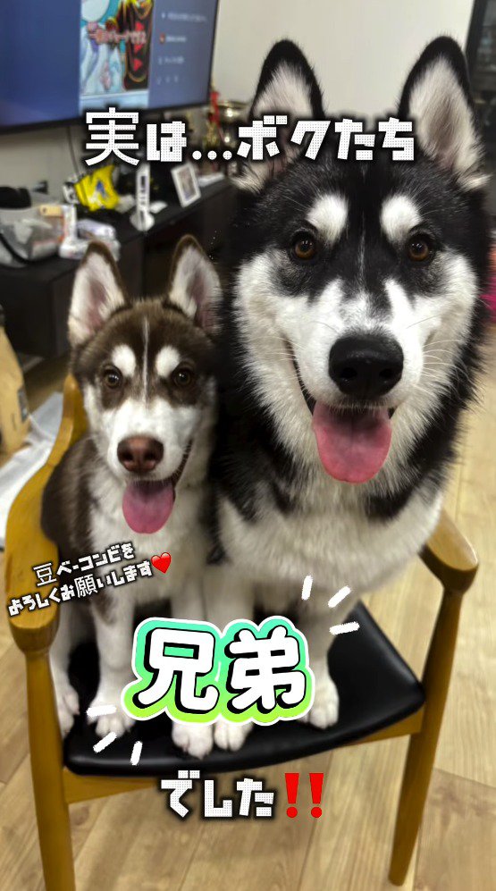 同じイスに乗る2頭の犬