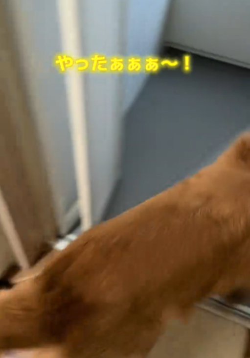 お風呂場に入る犬