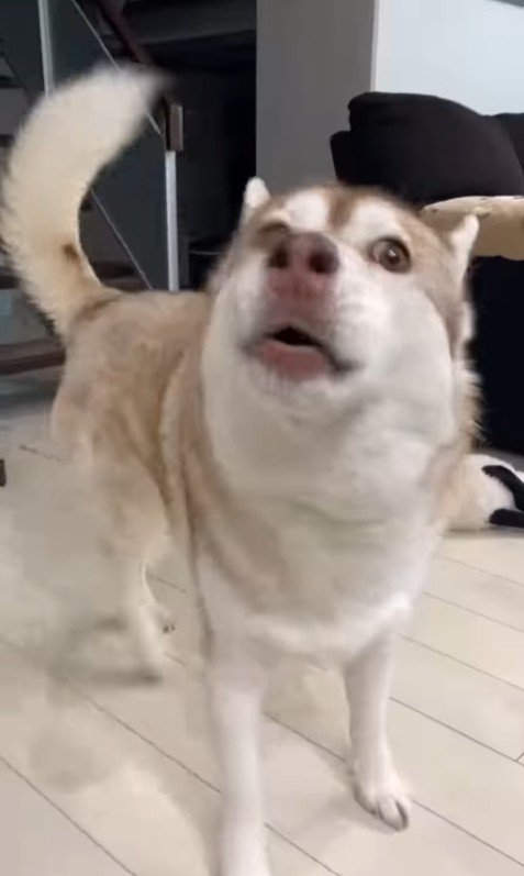 寧々ちゃん＆茶々ちゃんのお出迎え4