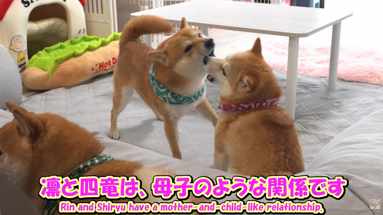 仲良くじゃれ合う2匹♪