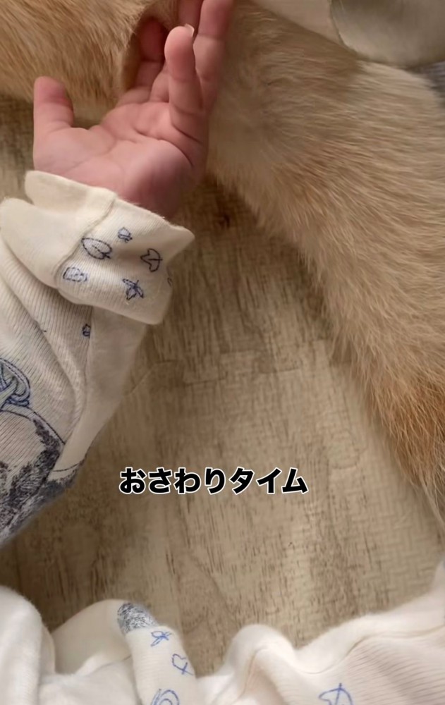 小さな手で犬の体を触る赤ちゃん