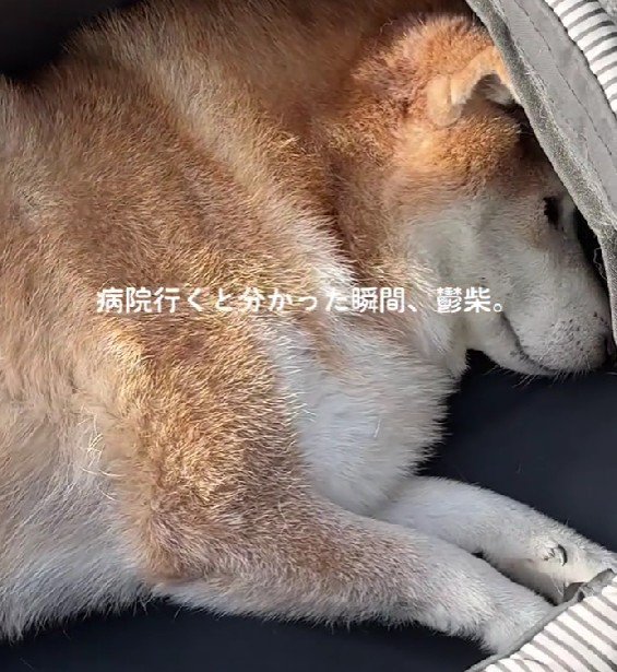 よく見ると目が開いてる…