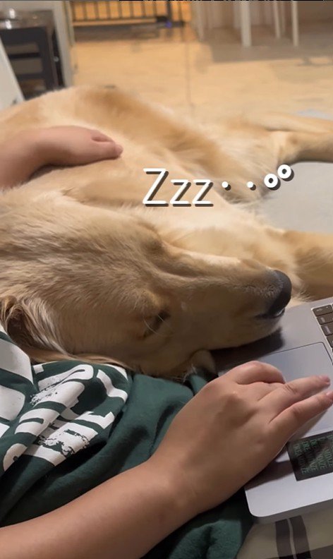 お仕事中の飼い主さんに甘える麹くん9