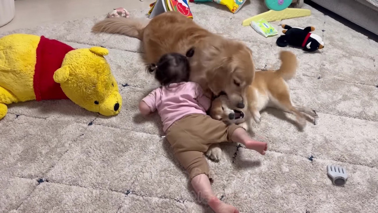 入りたがるほのちゃん