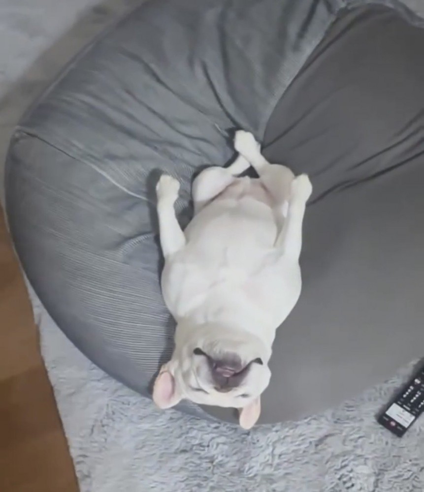 後ろ足を組んで寝る犬