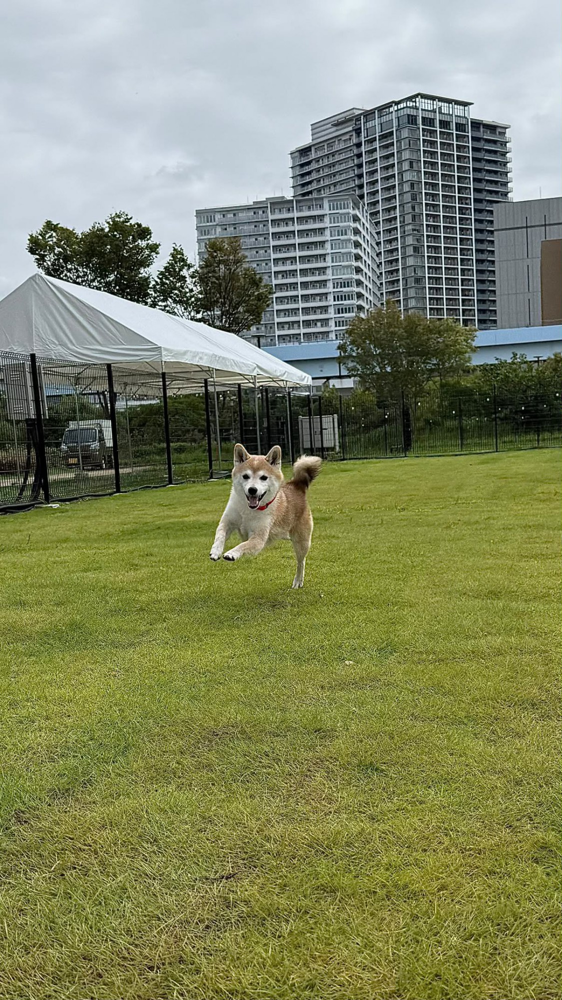 ボールを投げると全力疾走