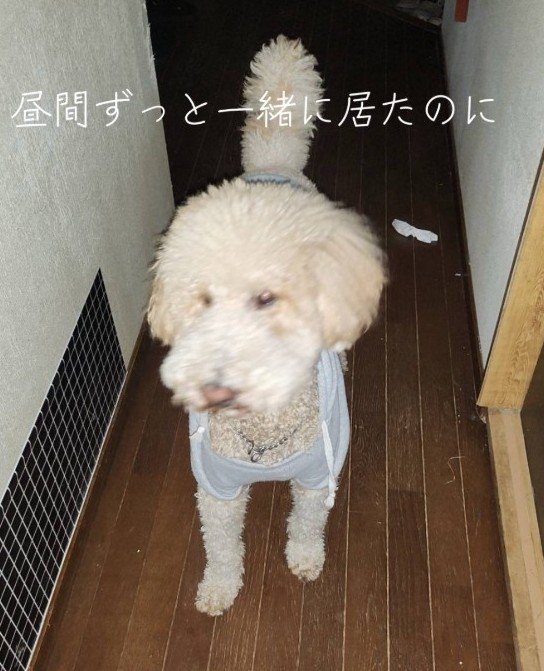 玄関で帰りを待ち続けていた